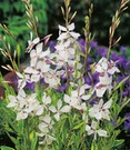 Prachtkerze - Gaura 'Weiß'