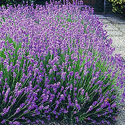 Niedrige Hecke