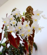 Forellenbegonie Maculata, groß