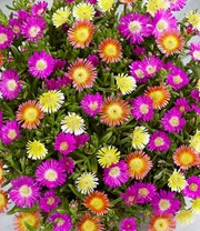 Winterharte Eisblumen 'Summer Mix'