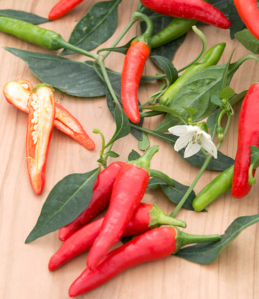 Patio-Chili 'Pikito'