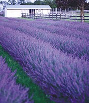 Blauer Lavendel-Mix