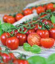 Veredelte Kirsch-Tomate 'Rubylicious' F1