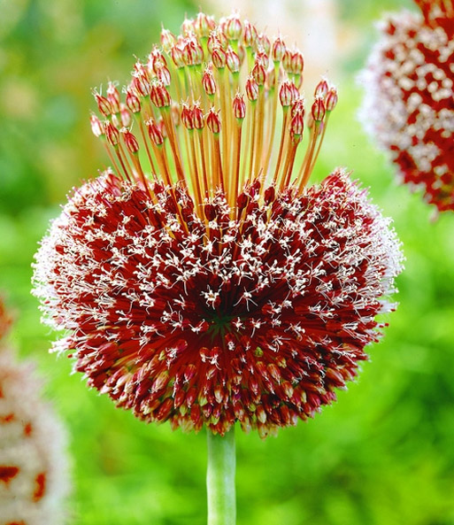Allium 'Forelock'
