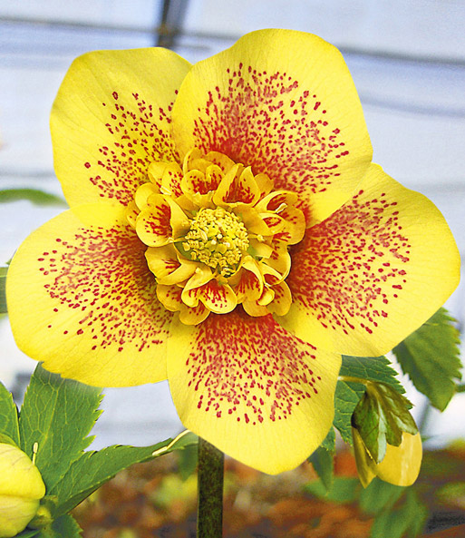 Gefüllte Christrosen 'Festival-Kollektion'