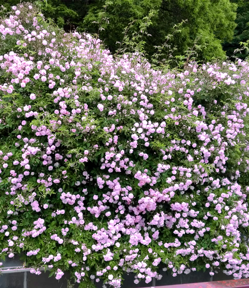 Rambler-Rose 'Paul's Himalayan Musk Rambler'