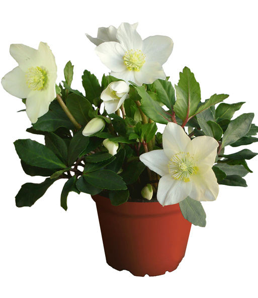 Weiße Christrose, blühend im 12 cm-Topf