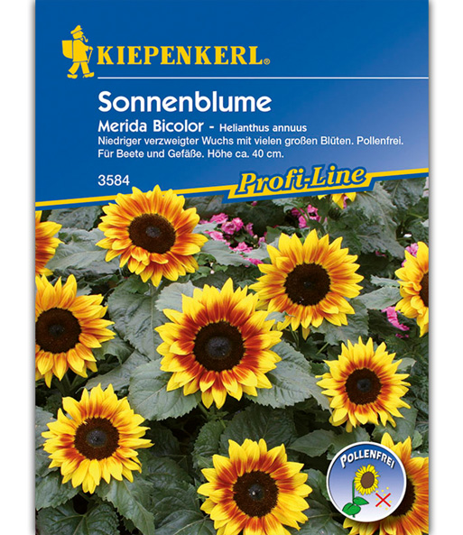 Sonnenblume 'Merida Bicolor'