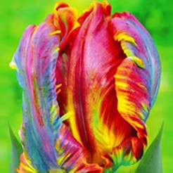 Tulpen