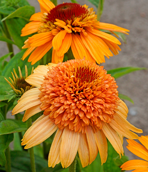 Nahaufnahme der großen, orangenen Blüten der Echinacea „Supreme Cantaloupe“. Die Blütenmitte ist buschig.