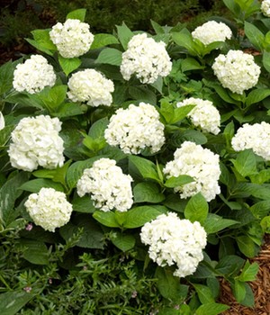 Hortensie Endless Summer® 'The Bride'