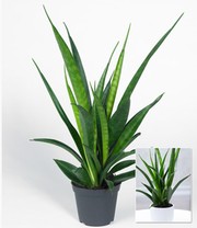 Sansevieria 'Kirkii'