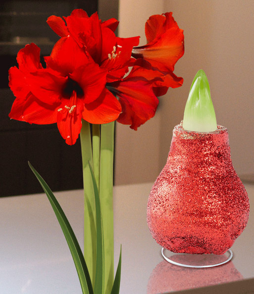 XL Wachs-Amaryllis 'Touch of Magic' Rot