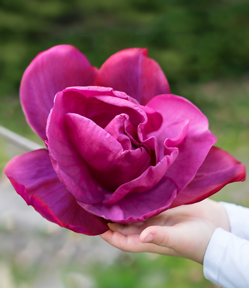 Magnolie 'Meganolia®'