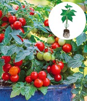 Veredelte Balkon-Tomate 'Veranda Red' F1