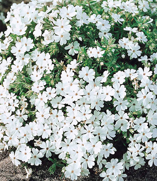 Nahaufnahme der Dichtbewachsenen, kleinen, sternenförmigen Rosa-Blüten nach einem kleinen Regenschauer.