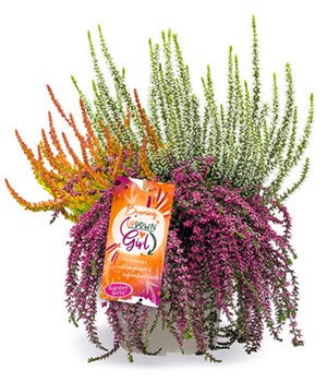 Calluna Knospenheide 'Burning Up Down Girl®', 15 cm-Topf