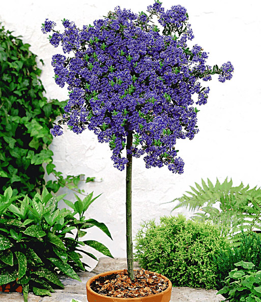 Ceanothus-Stämmchen 'Blue Mound'