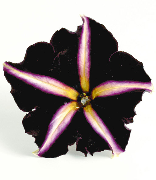 Petunie 'Mystical Merlin'