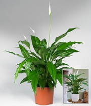 Spathiphyllum ca. 55-65 cm hoch