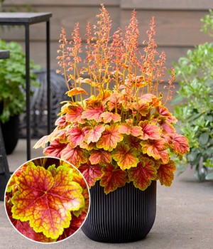 Heuchera 'Eternal Flame'