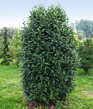 Säulen-Kirschlorbeer 'Genolia®'