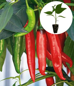 Veredelter Chili 'De Cayenne'