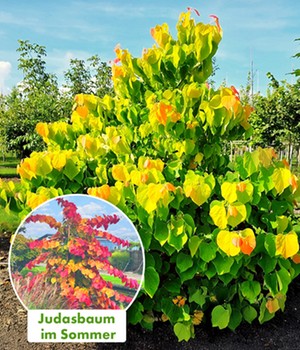 Cercis 'The Rising Sun'