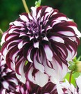 Dahlie 'Tartan'