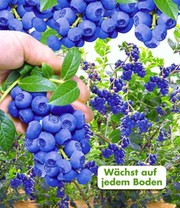 Beeren-Kollektion