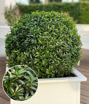Euonymus 'Green Empire®'