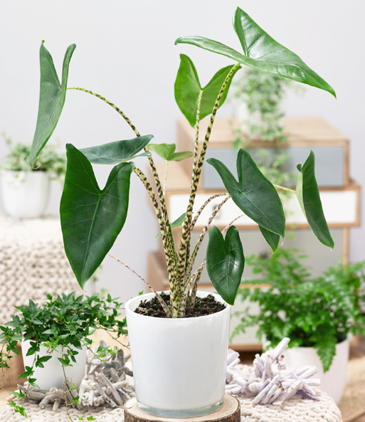 Alocasia 'Zebrina' ca. 80 cm hoch