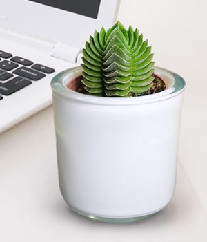 Crassula 'Buddha's Temple'