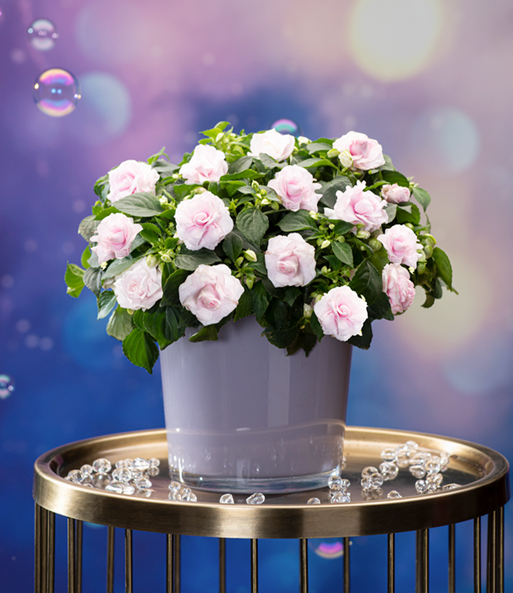 Impatiens 'Glimmer® Appleblossom'