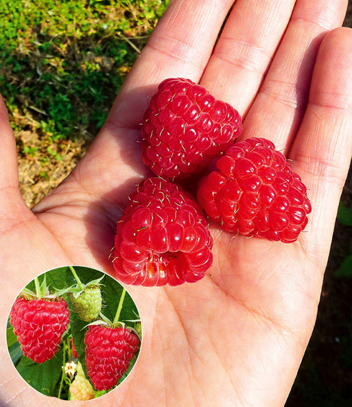 Drei Früchte der Himbeere Enrosadira „Endlosernte“ liegen auf einer Hand. Eingeblendet werden die Fürchte an der Pflanze.