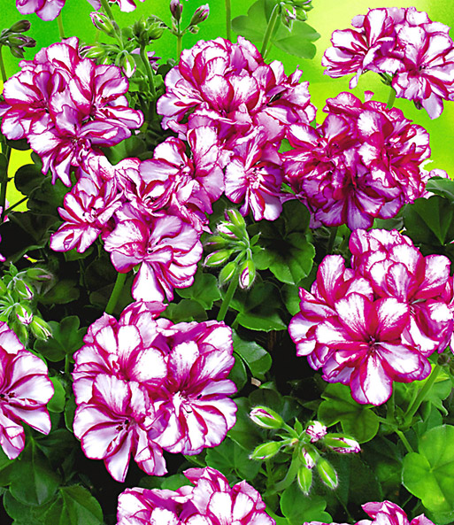 Hänge-Geranie Villetta® 'White-Burgundy'