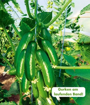 Die kleine Gurkenfabrik® 'Cucko®'