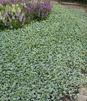 Dichondra 'Silver Falls'
