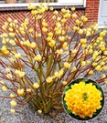 Edgeworthia Grandiflora