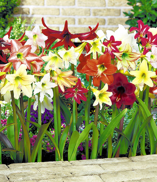 Winterharte Garten-Amaryllis 'Farbmix'