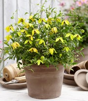 Clematis 'Little Lemons®' im 3-Liter XXL-Topf