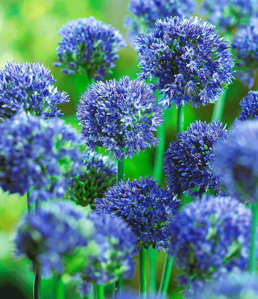 Allium 'Caeruleum'