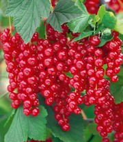 Johannisbeere 'Rote Rovada®'