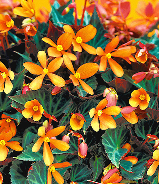 Begonie 'Glowing Embers®'