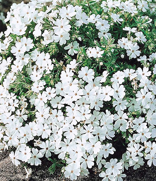 Nahaufnahme der Dichtbewachsenen und eher runden Weißen-Blüten.