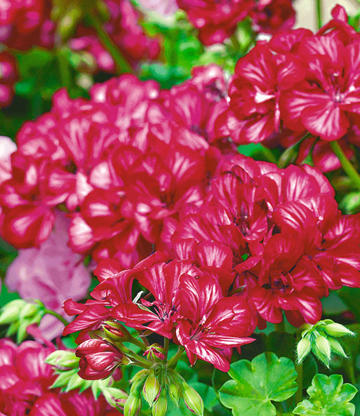 Toscana® Geranie 'Chris'