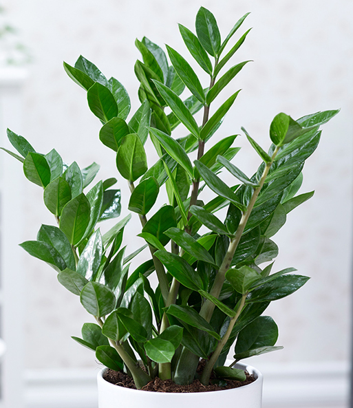 Zamioculcas