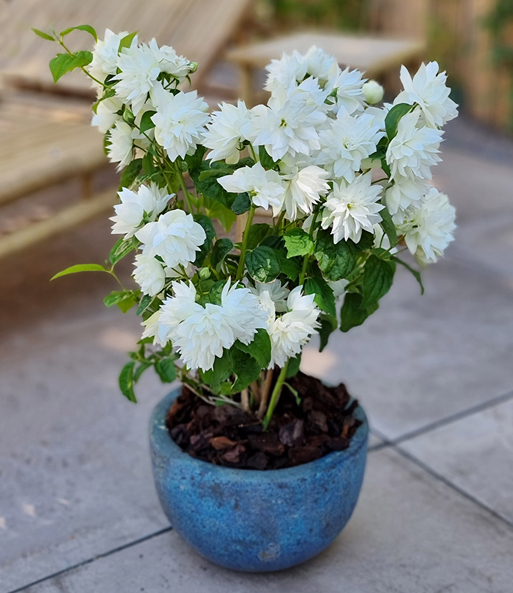 Der duftende Gartenjasmin 'Pearls of Perfume' wurde in einem Topf auf einer Terrasse gepflanzt und strahlt mit weißen Blüten.