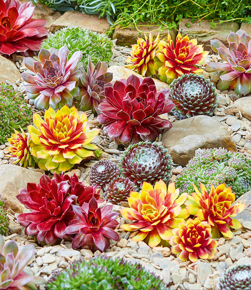 Sempervivum Mix Chick Charms 1a Pflanzen Baldur Garten