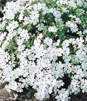 Phlox-Mix 'Flowers of the Sea'